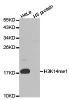 Histone H3K14me1 antibody