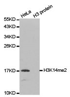 Histone H3K14me2 antibody