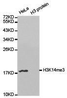 Histone H3K14me3 antibody