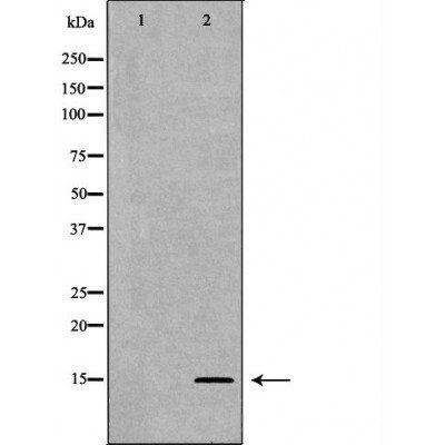 Histone H3K27me2 antibody