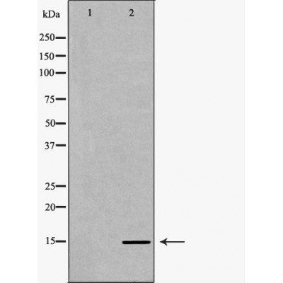 Histone H3K36me1 antibody