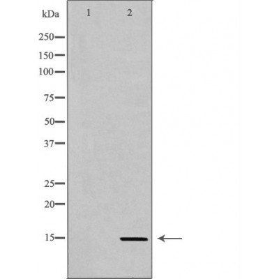 Histone H3K36me3 antibody