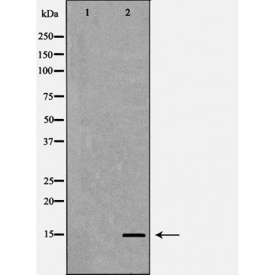 Histone H3K4me2 antibody
