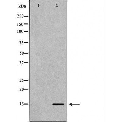 Histone H3K4me3 antibody