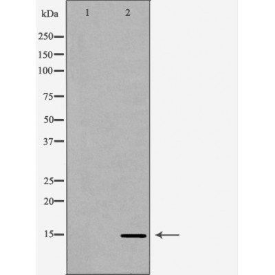 Histone H3K79me1 antibody