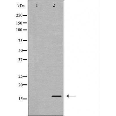 Histone H3K79me2 antibody