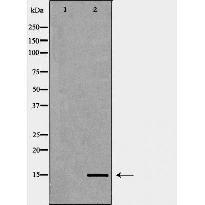 Histone H3K9me2 antibody