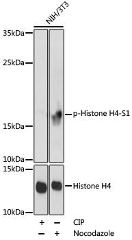 Histone H4 (Phospho-S1) antibody