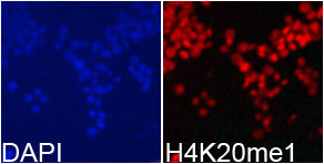 Histone H4K20me1 antibody