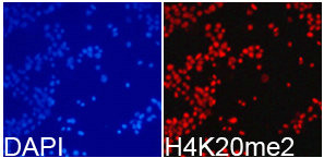 Histone H4K20me2 antibody