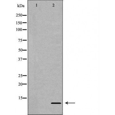 Histone H4R3me2a antibody