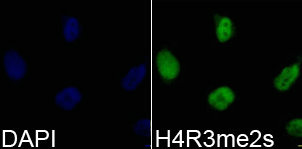 Histone H4R3me2s antibody