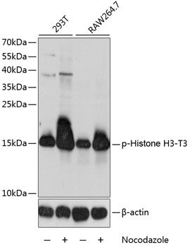 Histone HIST1H3A (Phospho-T3) antibody