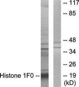 Histone 1F0 antibody