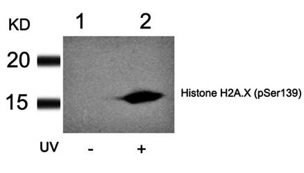 Histone H2A.X (Phospho-Ser139) Antibody