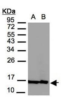 Histone H2A.Z/H2A.F/Z antibody