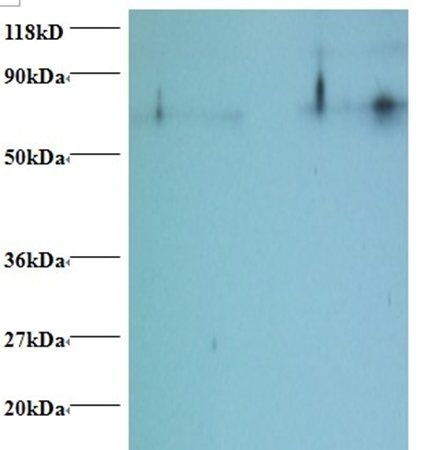 Histone H2B type 1-C/E/F/G/I antibody