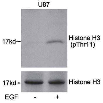 Histone H3 (Phospho-Thr11) Antibody