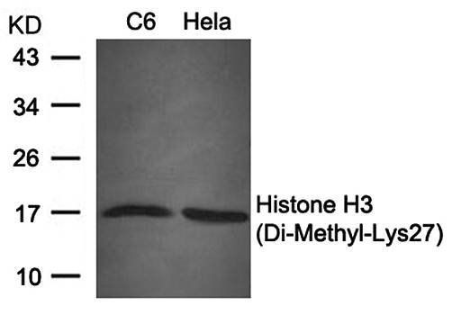 Histone H3 (Di-Methyl-Lys27) Antibody