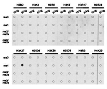 Histone H3K27me1 Antibody