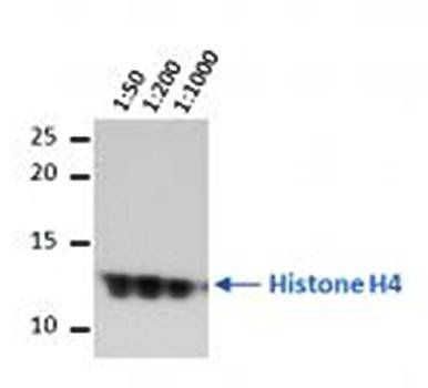Histone H4 Me1K20 antibody