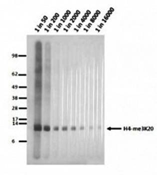 Histone H4 Me3K20 antibody
