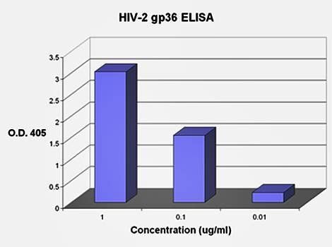 HIV-2 gp36, Recombinant