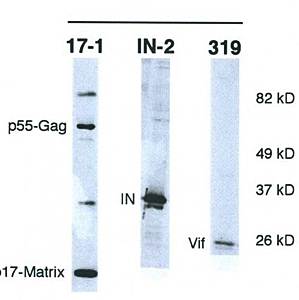 HIV1 Vif Monoclonal Antibody [319]