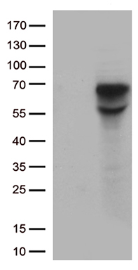 HIVEP2 antibody