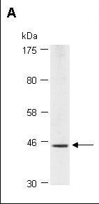 HJV antibody