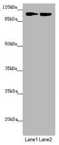 HK3 antibody