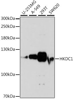 HKDC1 antibody