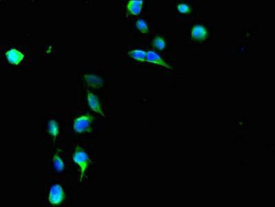 HLA-G Antibody