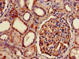HLA-B Antibody, Biotin conjugated