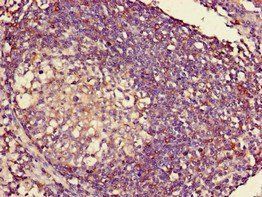 HLA-C Antibody, Biotin conjugated