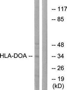 HLA-DOA antibody