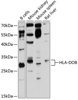 HLA-DOB antibody