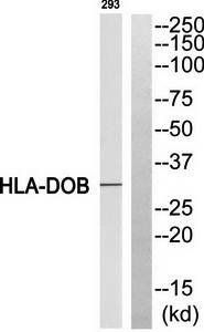 HLA-DOB antibody