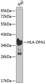 HLA-DPA1 antibody