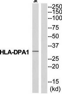 HLA-DPA1 antibody