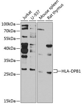 HLA-DPB1 antibody