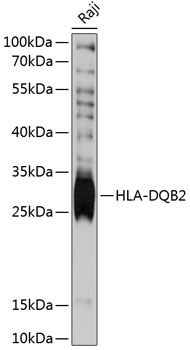 HLA-DQB2 antibody