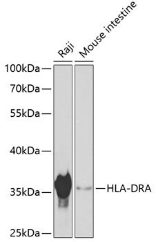 HLA-DRA antibody