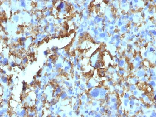 HLA-DRB (MHC II) Antibody