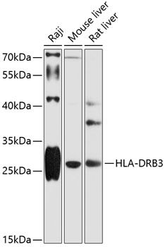 HLA-DRB3 antibody