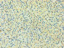 HLA-G Antibody