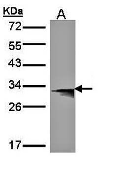 HLA-DMB antibody
