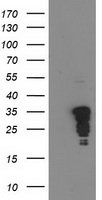 HLAA (HLA-A) antibody