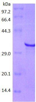 HLA-A protein