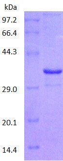 HLAB protein